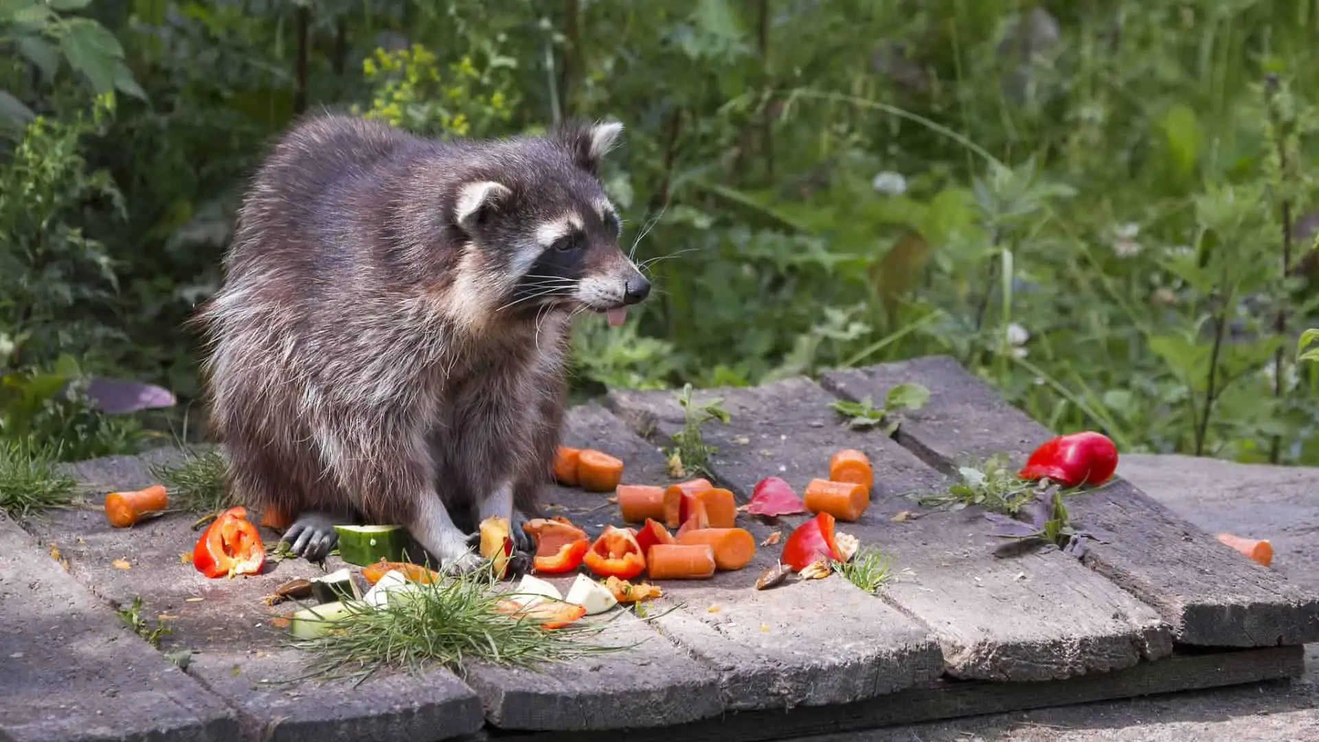 Crunchy! Do Raccoons Eat Carrots? Do They Like It? + (Video)