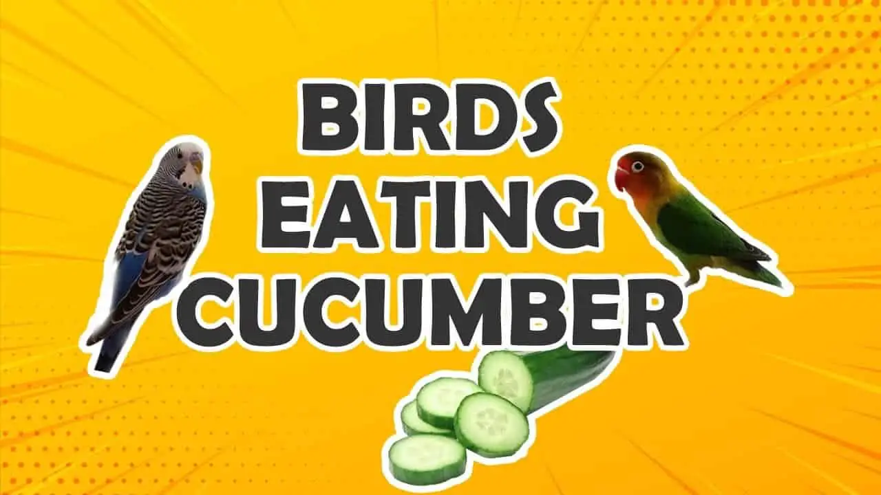 Crunchy! Can Birds Eat Cucumber? Is It Safe? + (Video)