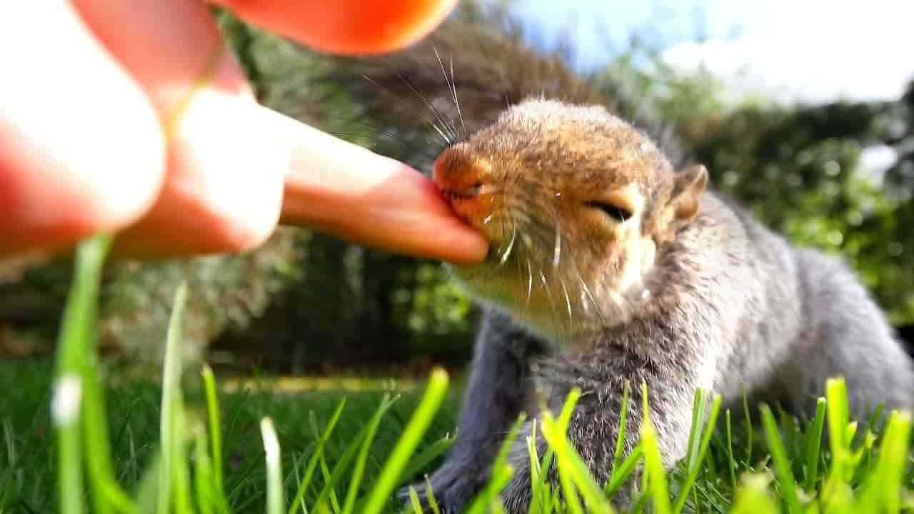 Would You Be Hurt If A Squirrel Scratches You?
