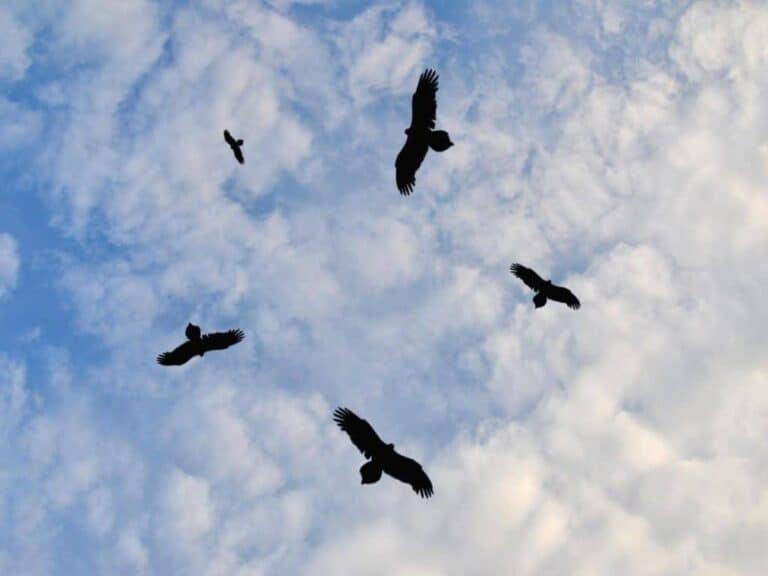 6 Birds! Why Do Birds Fly in Circles? Do They Like It? Into Yard