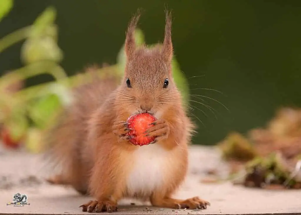 Juicy! Do Squirrels Eat Strawberries & Go Nuts!? (Video)