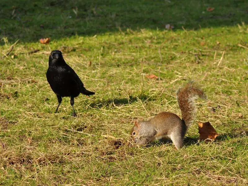 Run! Do Crows Eat Squirrels? How Do Crows Eat Squirrels? (Video)