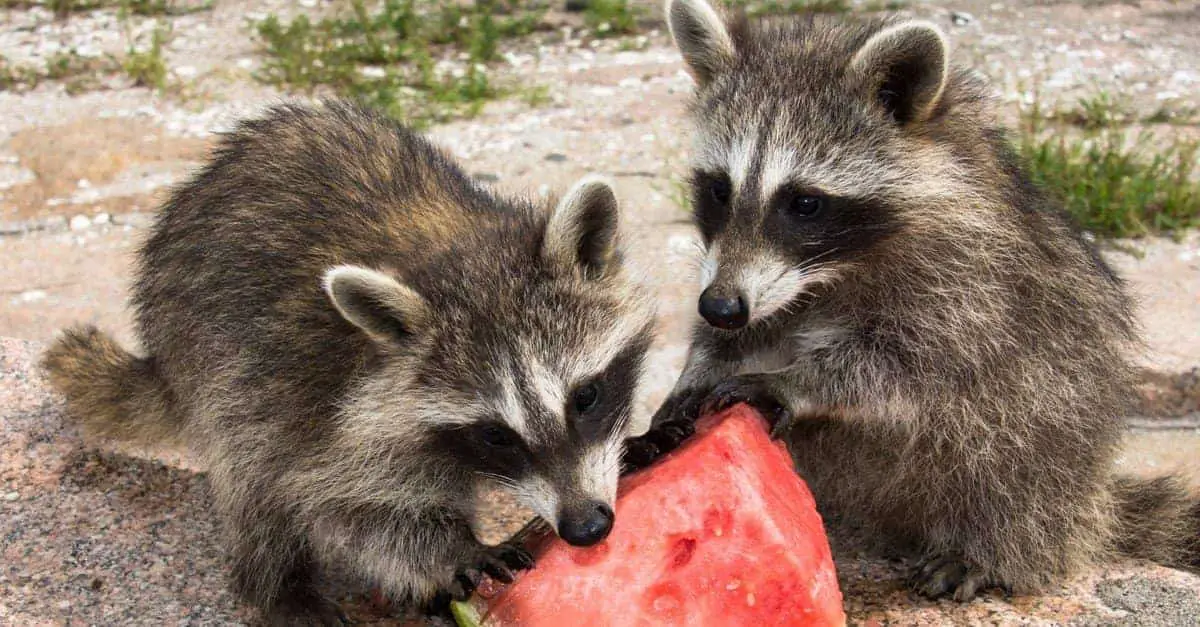 do coke poison raccoons