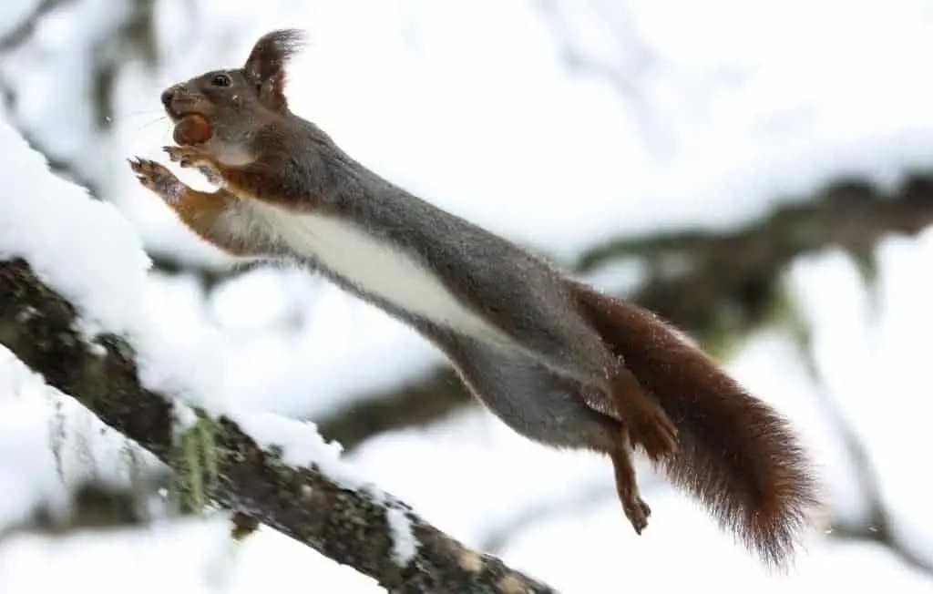 How Far Can Squirrels Jump