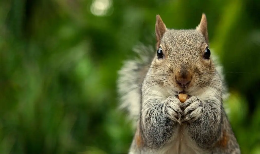 Squirrels Illegal In Hawaii! Are There Squirrels in Hawaii? Why? + (Video)