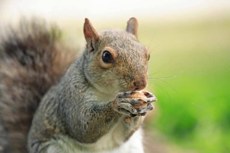 Do Squirrels Really Eat Mealworms? (Answered!) - Into Yard