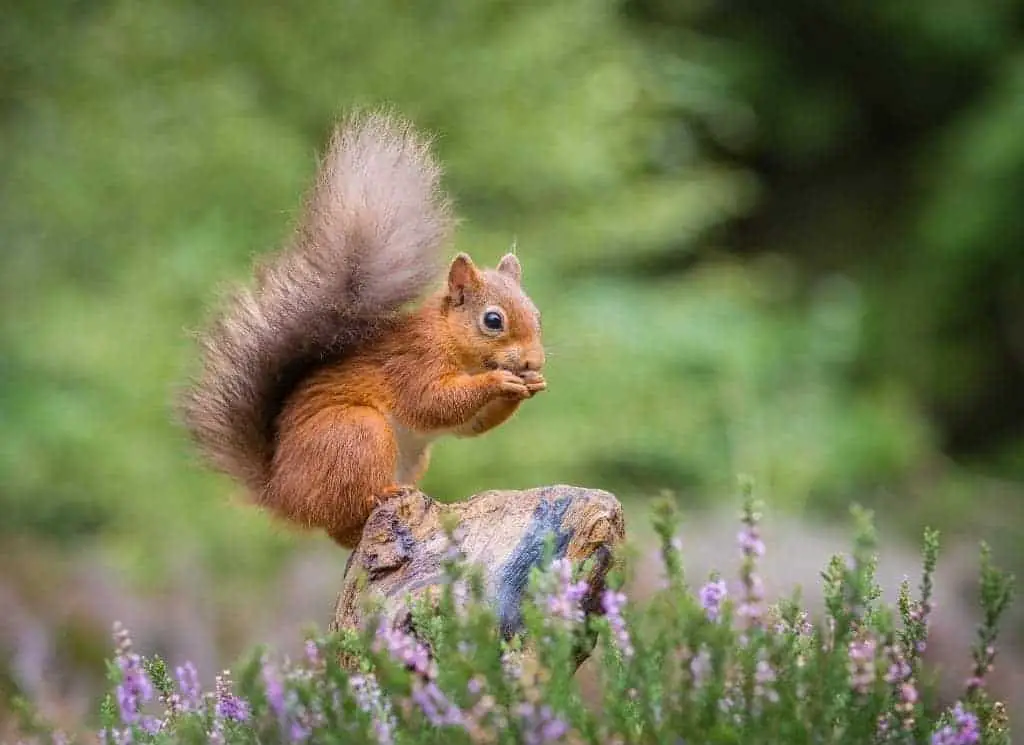 Why Do Squirrels Flick Their Tails