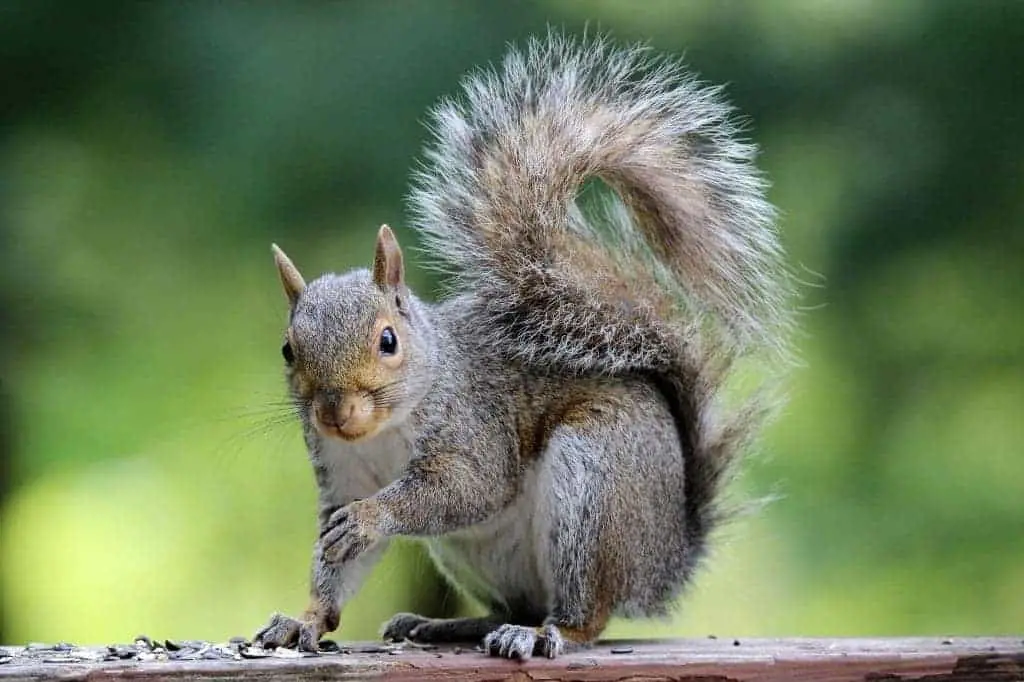 Why Do Squirrels Flick Their Tails? Look Bigger? (Video)
