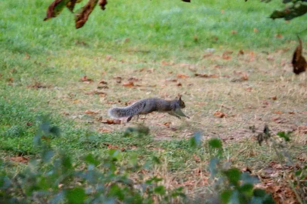 How Far Can Squirrels Jump