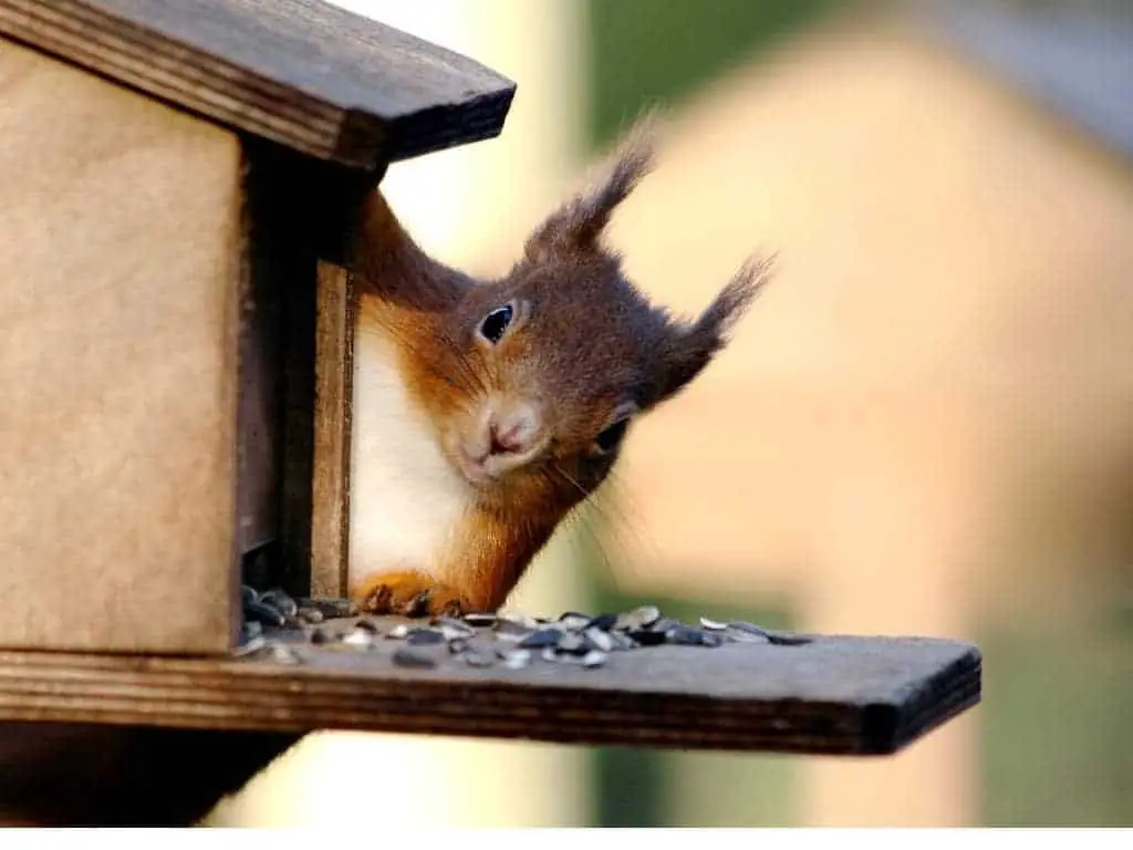 The Special List of What Do Squirrels Eat! (What To & What Not To Feed)