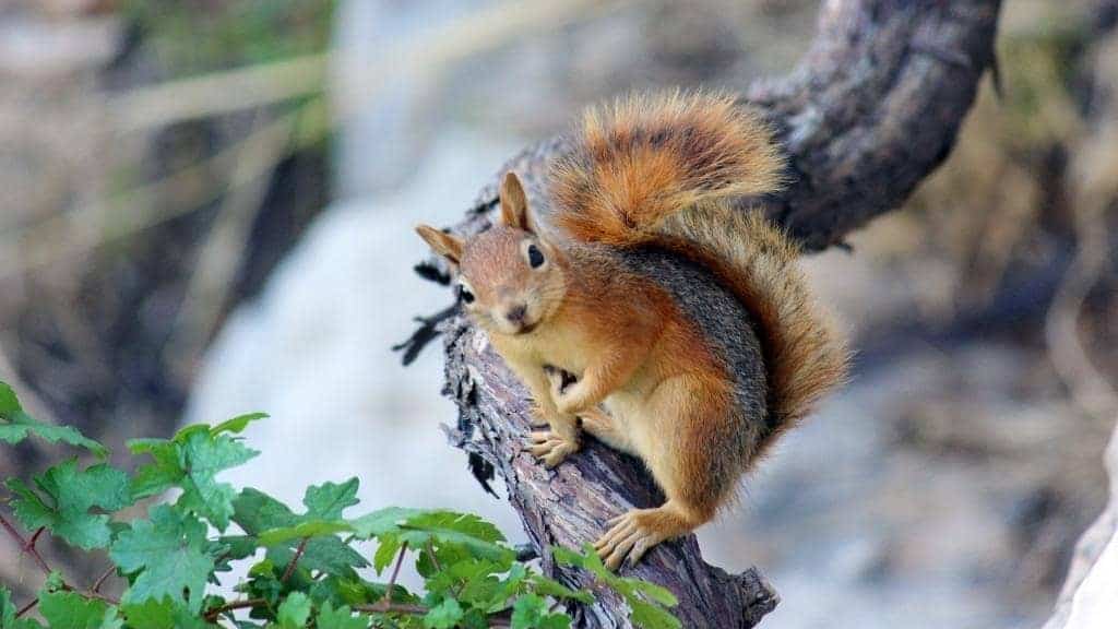 Why Do Squirrels Flick Their Tails