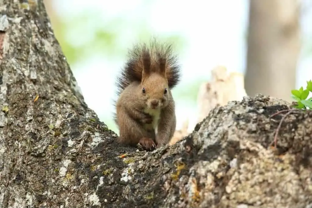 Why Do Squirrels Flick Their Tails