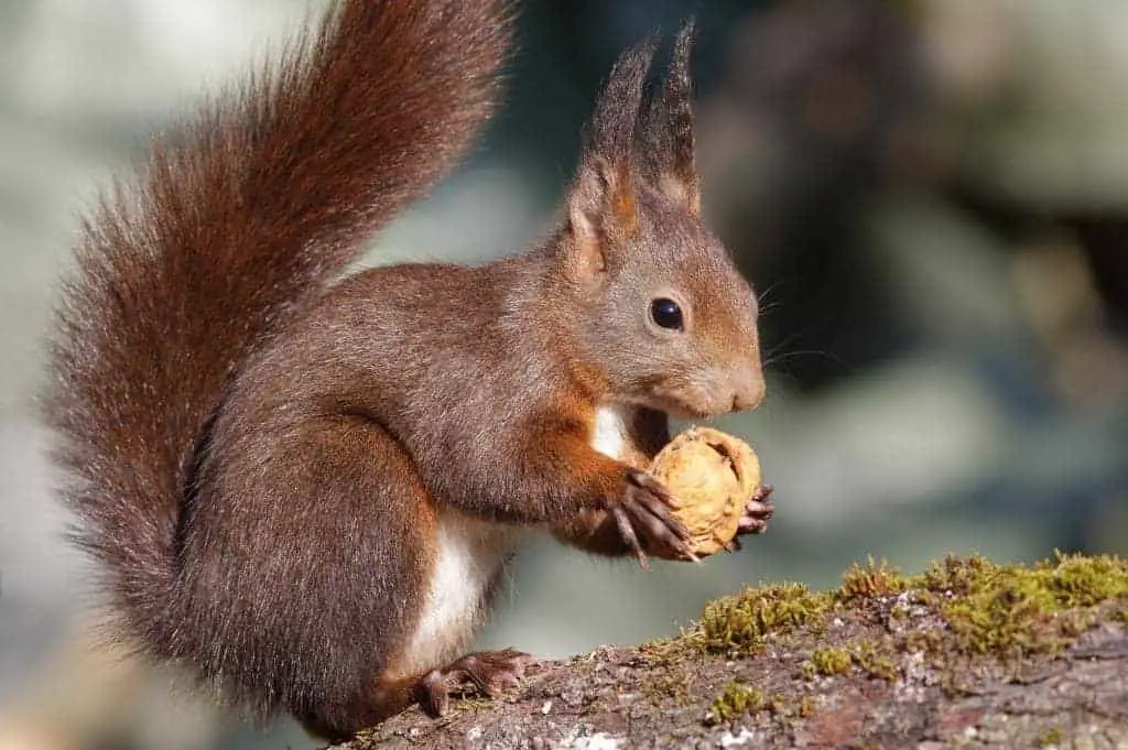 Their Favorites!! What Do Squirrels Like To Eat The Most?