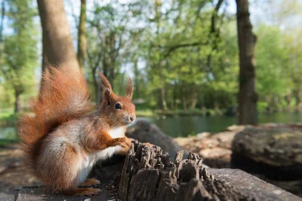 Are There Squirrels in Hawaii