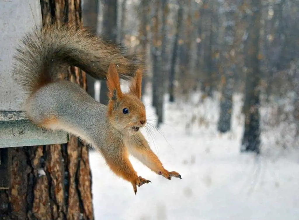 20 Feet! How Far Can Squirrels Jump? How High? + (Video)