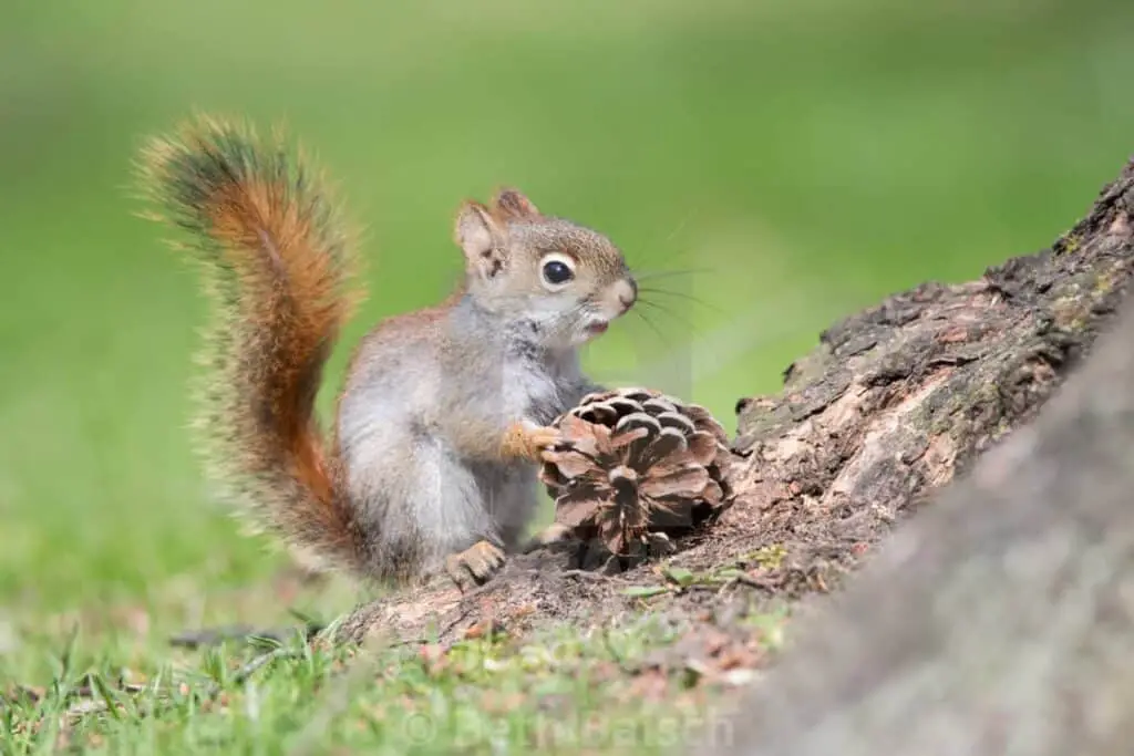 What Do Ground Squirrels Eat? (What To & What Not To Feed) - Into Yard