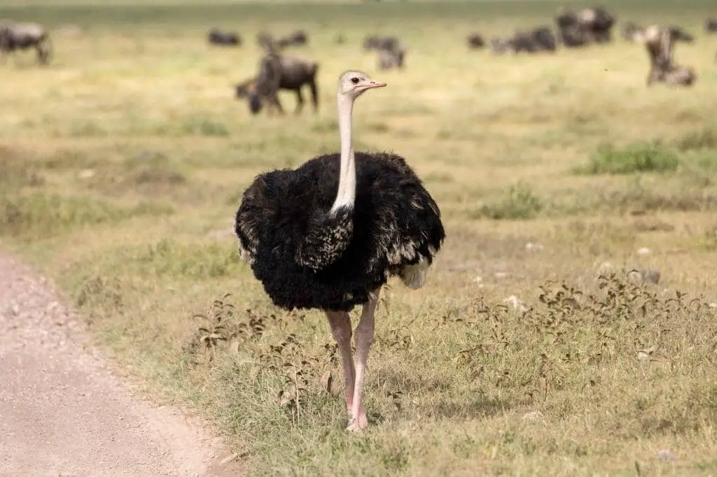 Ostrich! Which Bird Has A Brain Smaller Than Either Of Its Eyeballs?