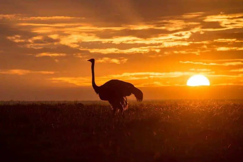 Ostrich! Which Bird Has A Brain Smaller Than Either Of Its Eyeballs?