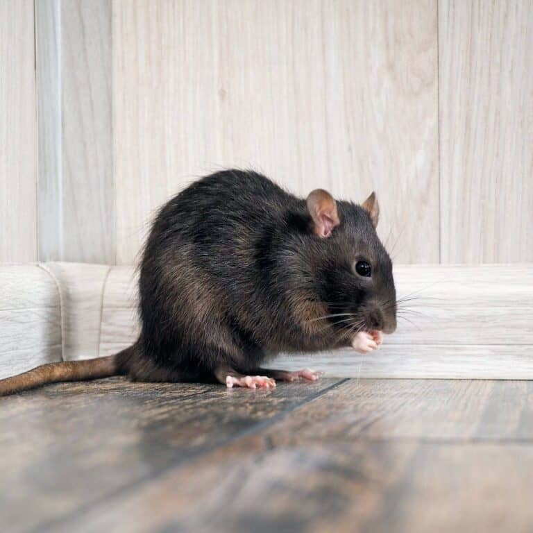 why-do-rats-squeak-1-sound-rats-are-scared-of-into-yard