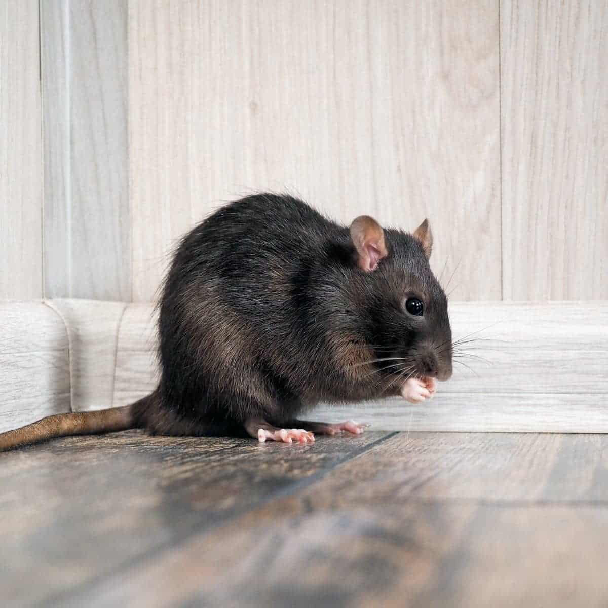 Why Do Rats Squeak? 1 Sound Rats Are Scared of! - Into Yard 