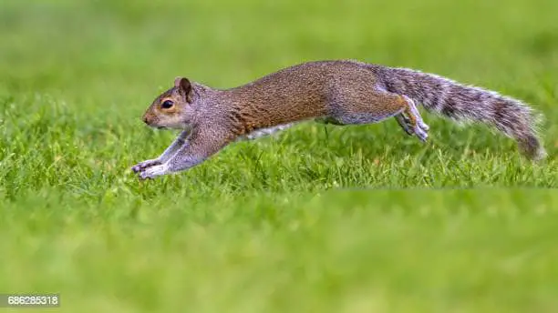 20 Mph! How Fast Can Squirrels Run? How Far? Why?+(Video)