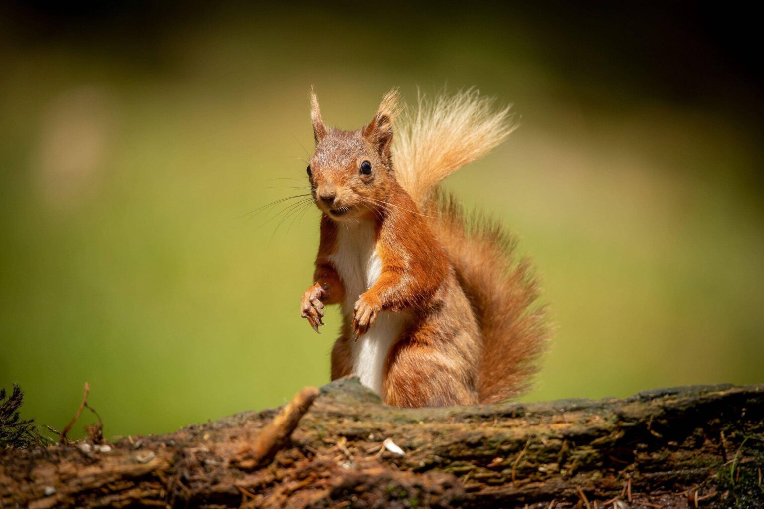 What Do Ground Squirrels Eat? (What To & What Not To Feed) - Into Yard