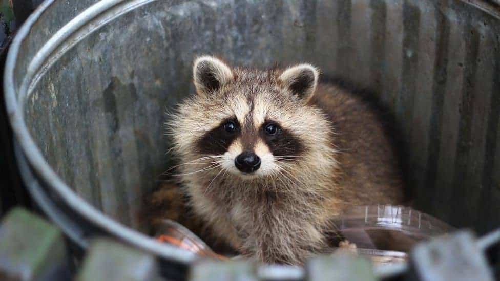 do coke poison raccoons