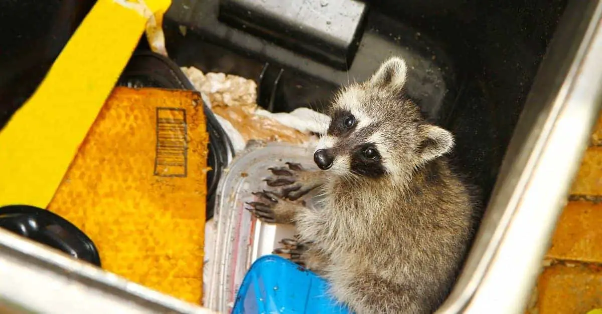 do coke poison raccoons