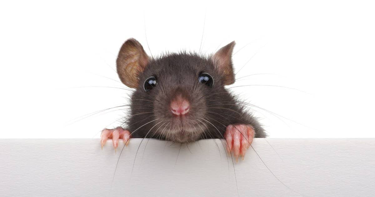 Why Do Rats Squeak? 1 Sound Rats Are Scared of!