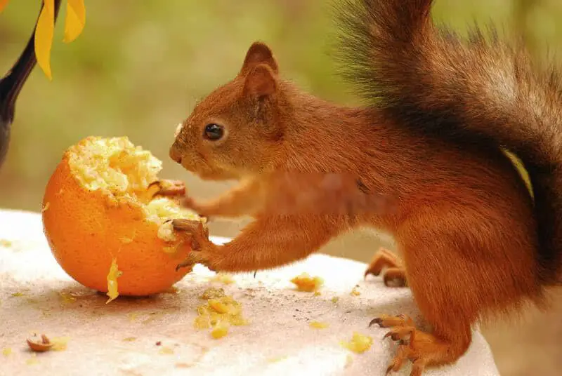Do Squirrels Eat Oranges? 5 Reasons why Squirrels Love Oranges!