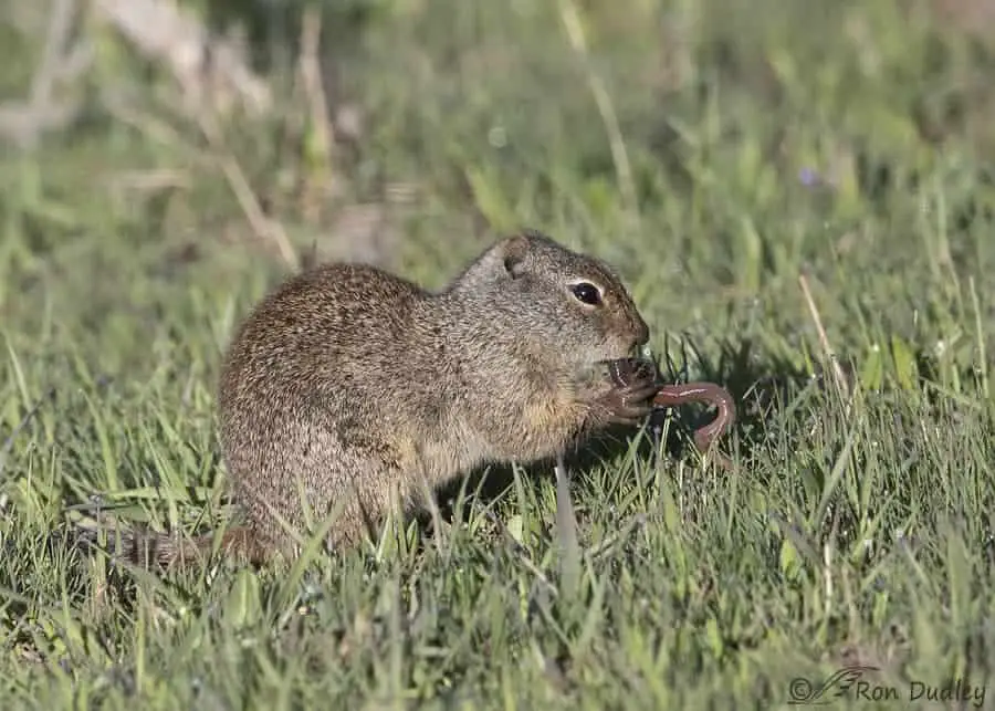 Murderers! Do Squirrels Eat Their Babies? - Into Yard