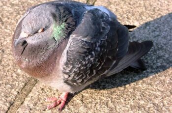10 Hours! Where Do Pigeons Sleep? In Trees? Here’s How… (Photos & Video)