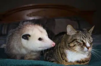 Phew! Do Possums Eat Kittens or Cats? What Does? (Video)