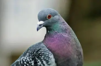 Wow!! Cutest Pigeon Photos & Video From All Around the World
