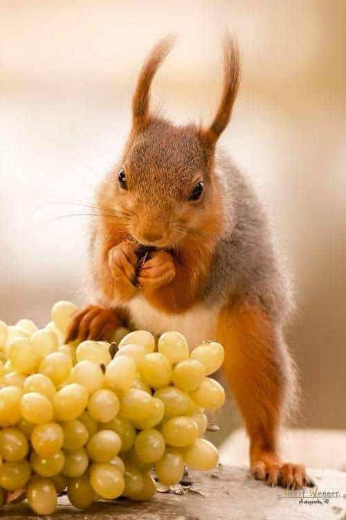 10 Grapes! Can Squirrels Really Eat Grapes & Seeds? How Many?