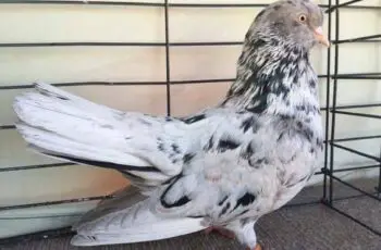 Tails Up! Beautiful Oriental Roller Pigeon Breed