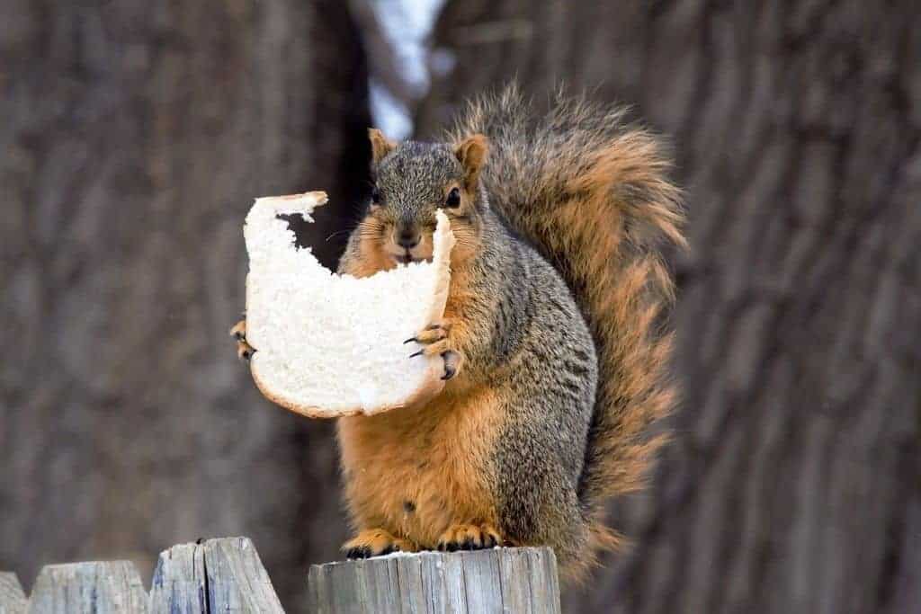 Can Squirrels Really Eat Bread or Toast? Do They? (Solved) - Into Yard