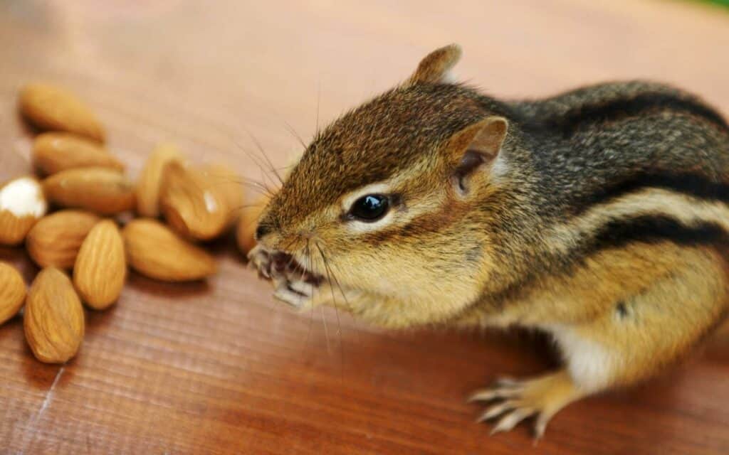 28 Almonds! Can Squirrels Eat Almonds? (Shelled or Unshelled?)