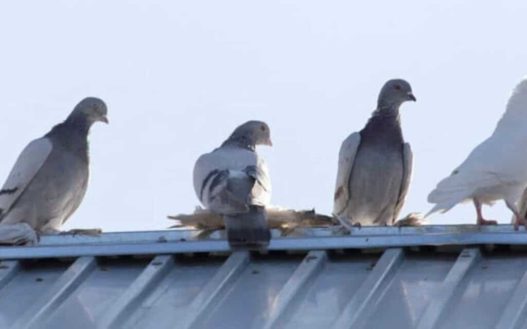 3 Proven Ways: How To Keep Pigeons Away From Balcony (Videos)