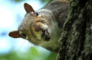Do Squirrels Really Eat Cicadas? (How Do Squirrels Catch Cicadas?)