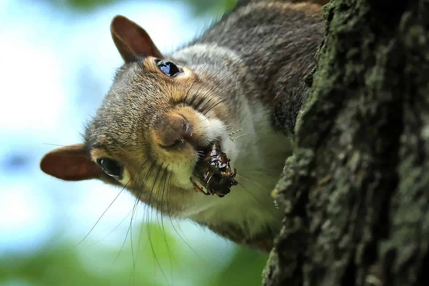 Do Squirrels Really Eat Cicadas? (How Do Squirrels Catch Cicadas?)