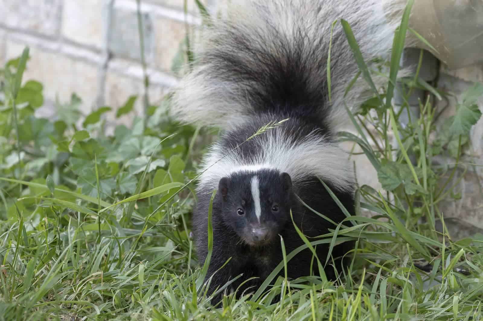 Is Skunk Smell In House Dangerous? (5 Places Where Is It Coming From)