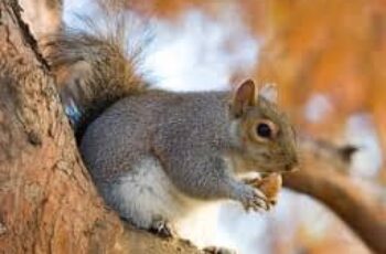 12 – 15 Hours! Do Squirrels Sleep With Their Eyes Open? How Long?