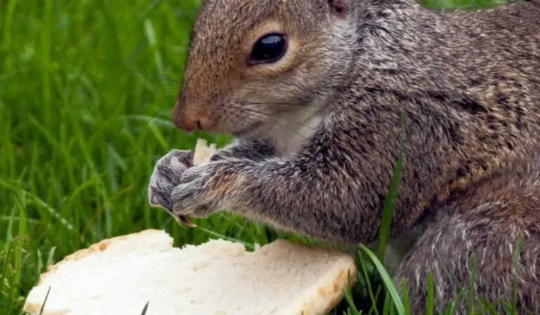 Can Squirrels Really Eat Bread or Toast? Do They? (Solved) - Into Yard