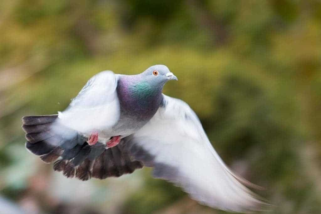 do-pigeons-migrate-in-the-winter-to-new-york-into-yard