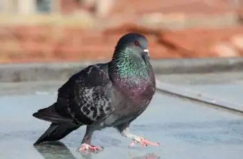2.4 Kg! Do Pigeons Get Fat? How? When? + (Photos + Videos)