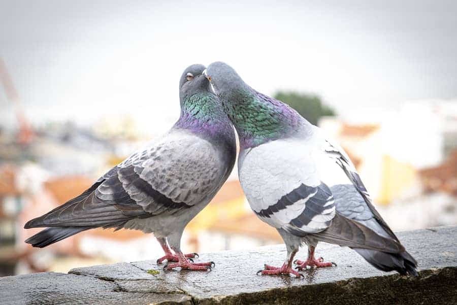 Kissing! How Do Pigeons Mate? How Do Hug? (Video) Into Yard