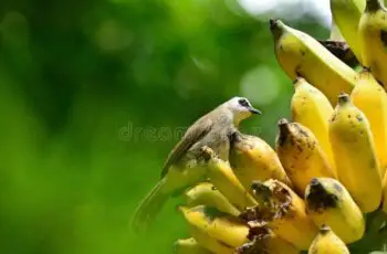 Can Birds Really Eat Bananas or Banana Juice? (Video)