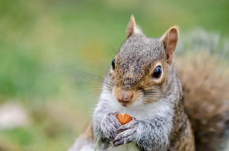 28 Almonds! Can Squirrels Eat Almonds? (Shelled or Unshelled?)