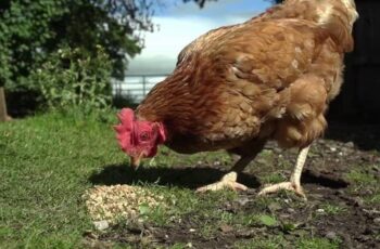 Delicious! Do Chickens Eat Quinoa? Cooked or Uncooked?